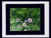 Wild Rose