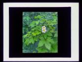 Purple Flowering Raspberry
