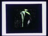Jack in the Pulpit