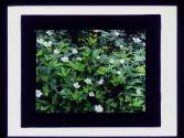 Pennsylvanian Anemone