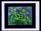 Marsh Marigold