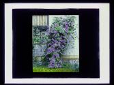 [Vine with purple flowers]