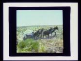 Wagon & mules, Arizona Trip