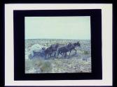 Wagon & mules, Arizona Trip