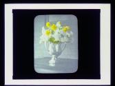 Floral study-daffodils
