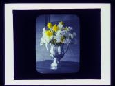 Floral study-daffodils