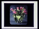 Floral study-tulips