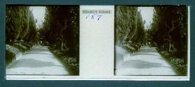 [Unid. man standing in tree-lined street]