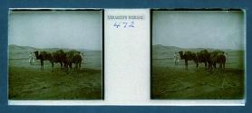 [Two men with camels]
