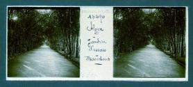 Alger Jardin d'essais Bambous