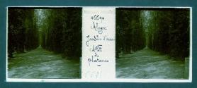 Alger Jardin d'essai Allee de Platanes