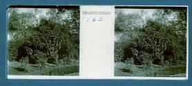 [Trees and vegetation]