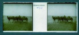[Camels]