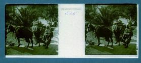 [Guide, man holding rifle next to horse carrying dead boar]