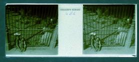[Monkeys in zoo cage]
