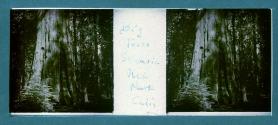 Big Trees Sequoia Nat Park Calif