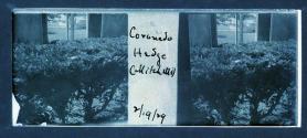 Coronado Hedge (Mitch Ellis) 12/19/29