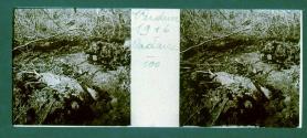 Verdun 1916 Cadavre
