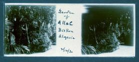 Garden of Allah Biskra Algerie 2/12/30