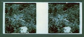 [Vegetation]