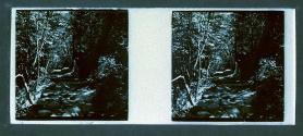 [Man on path in woods]