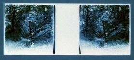 [Men in woods]