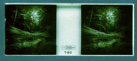 [Forest]