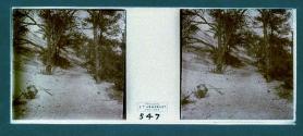 [Landscape]
