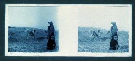 [Woman watching cows graze]