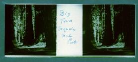 Big Trees Seqouia Nat Park