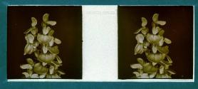 [Flowers]