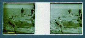 [Shark on dock]
