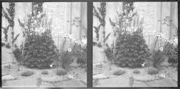 stereo-Plants in garden