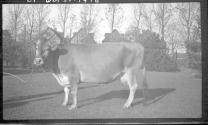 Bull on lead