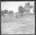 Cart, oxen and hay bales