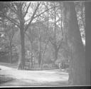 Trees on road