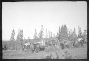 Packhorses, Alaska trip