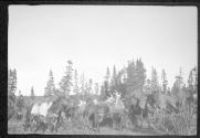 Horses and moose antlers, Alaska trip