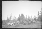 Horses and moose antlers, Alaska trip