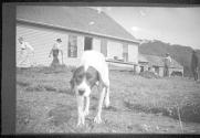 Dog and people outside