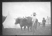 Man with oxen
