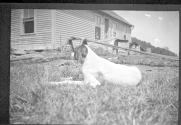 Dog laying down