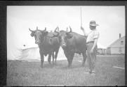 Man with oxen