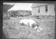 Dog on ground