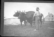 Man with oxen