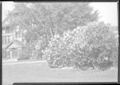 Persian and Common Lilacs in front of dairy building. UofWis.