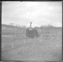 Ostrich in corral