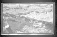 [Large group of alligators]