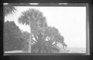 [Palm trees]