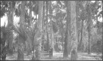 [Palm trees in park]